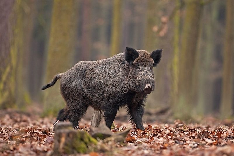 animals-native-to-germany-worldatlas