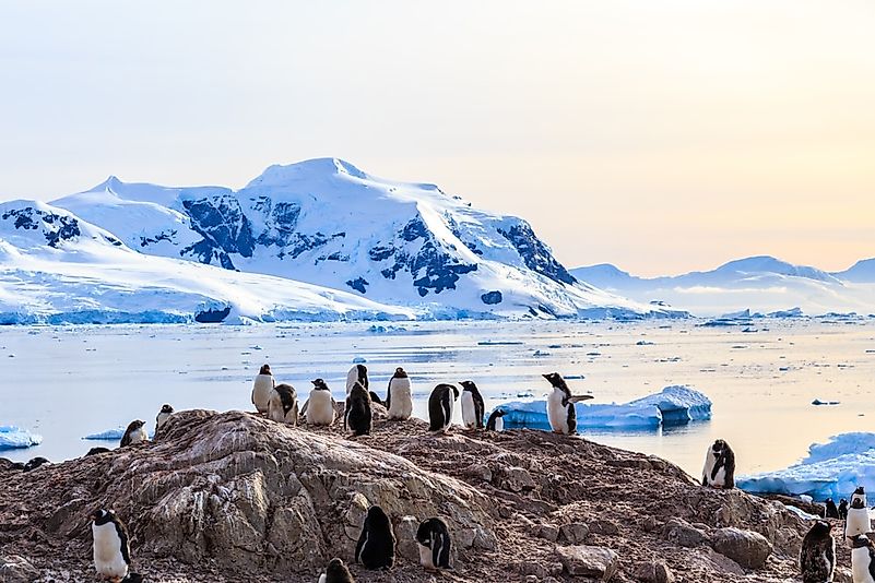 #2 Antarctic Penguins 