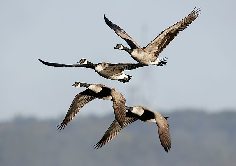 #3 Canada goose 