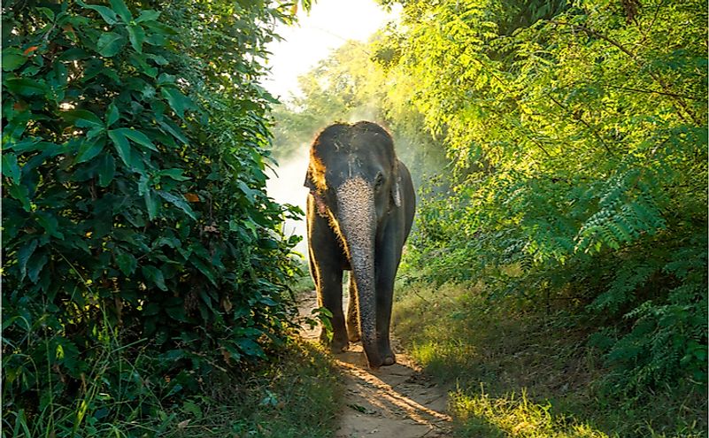 10 Animals Found In Nepal - WorldAtlas.com