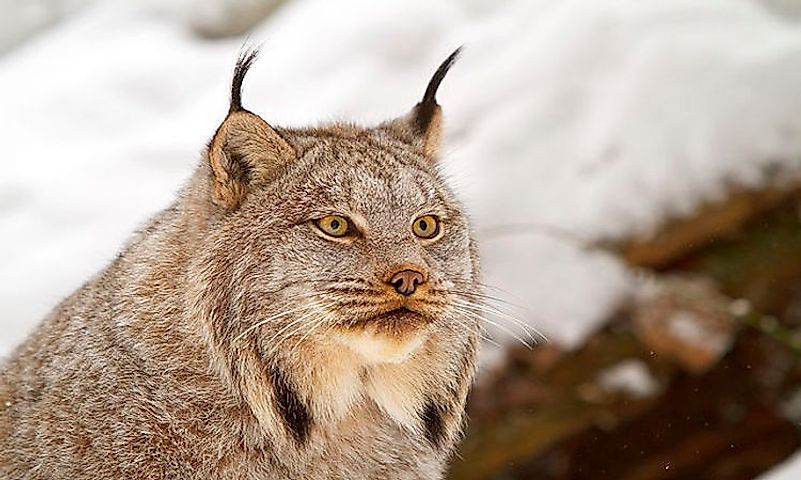 How Many Species Of Lynx Live In The World Today