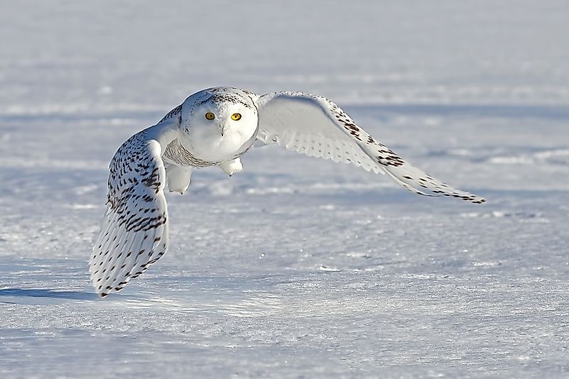 #4 Snowy Owl 