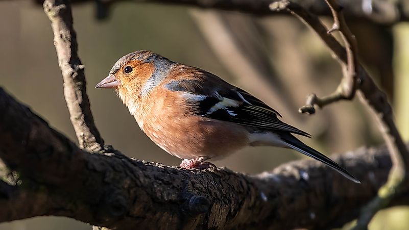 8 Famous Garden Birds Of Ireland - WorldAtlas.com