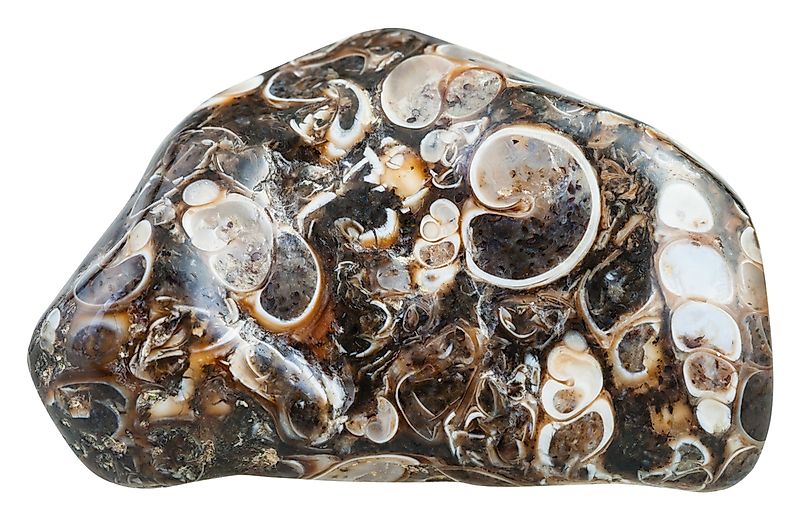 Tumbled turritella agate (jasper) from Madagascar gemstone.