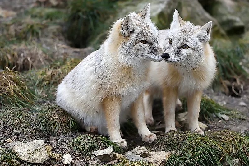 The Twelve Species Of True Foxes - WorldAtlas.com