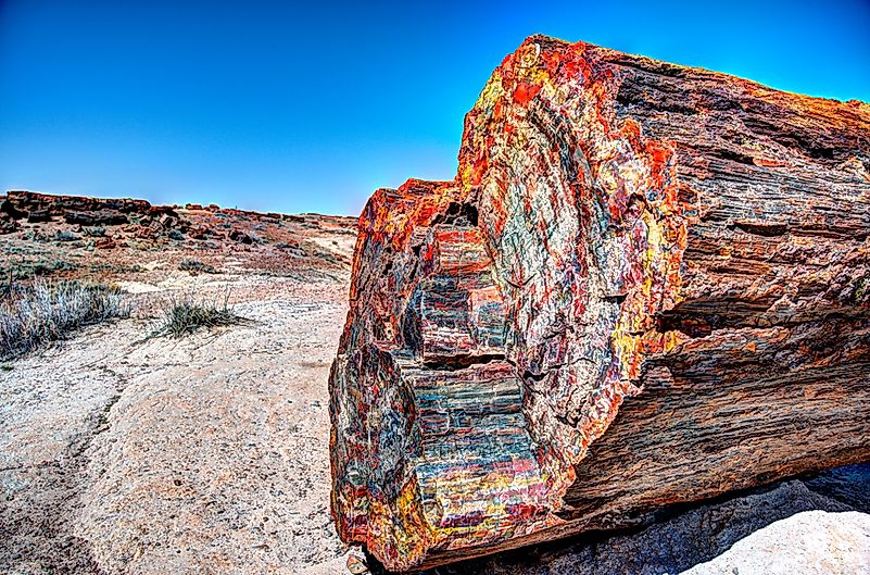 Petrified multicolored wood.