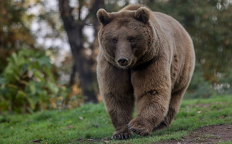 Orient Bear Turkish