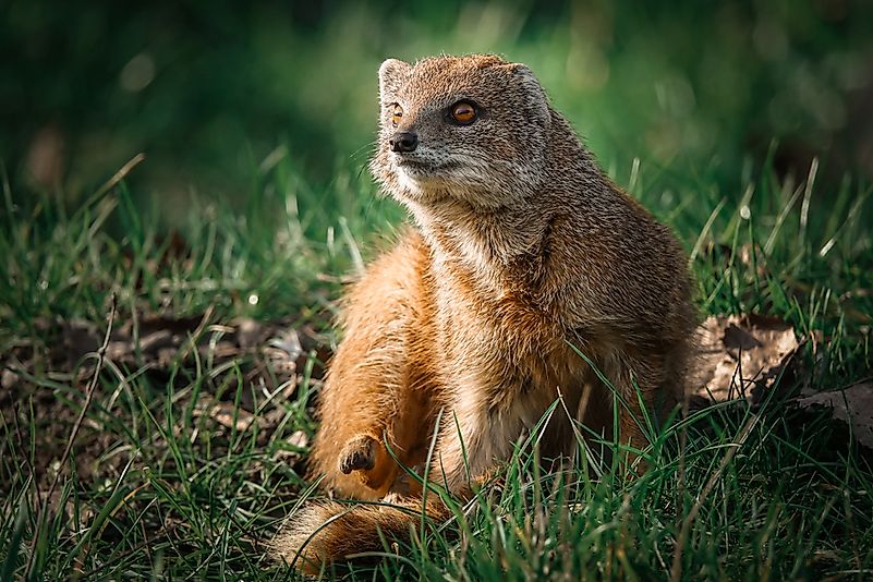 6 Species of Mongoose Found In India - WorldAtlas.com