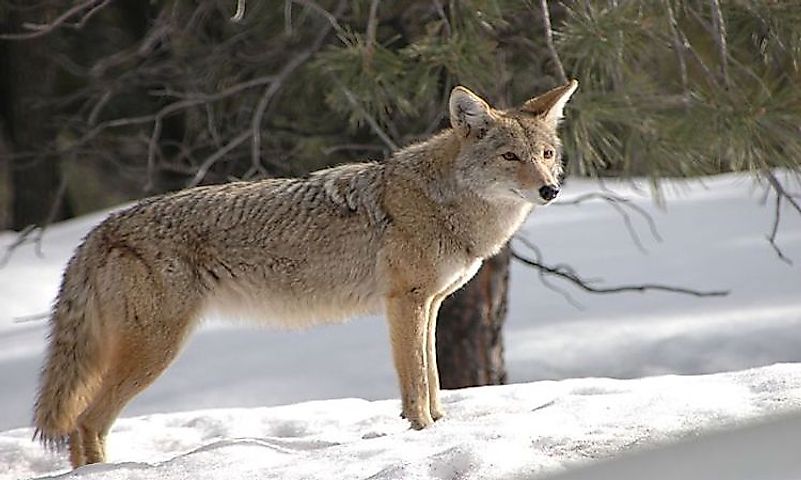 What Animals Live In The Grand Canyon? - WorldAtlas.com