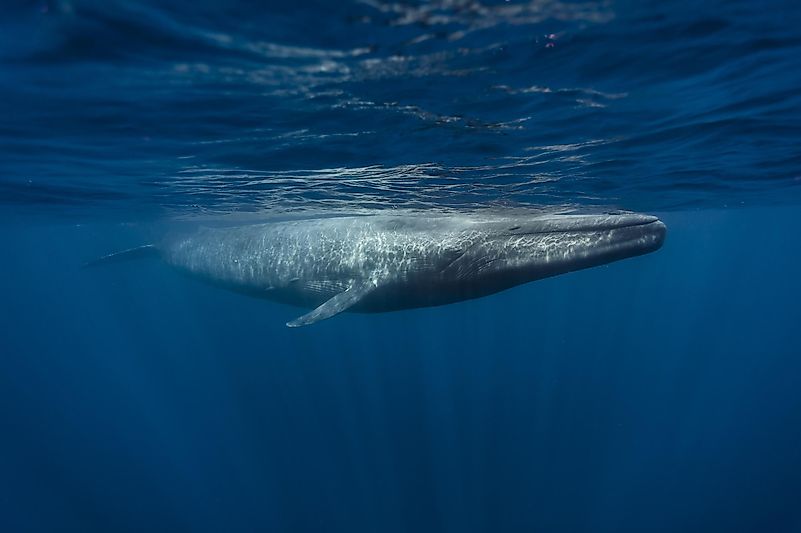 #9 Blue whale 