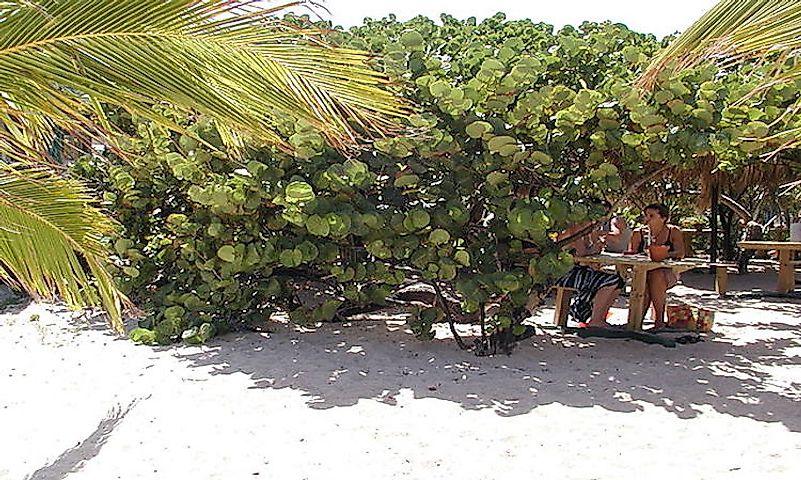 Where Is St Barts Located WorldAtlas Com   640px St Barts Baie De Saint Jean Vegetation 