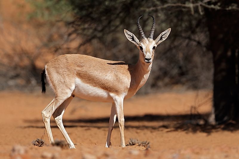 What Animals Live In The United Arab Emirates? - WorldAtlas.com