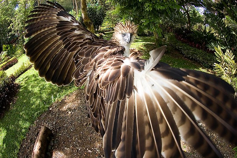 Beautiful Birds That Are Endemic To The Philippines - WorldAtlas.com