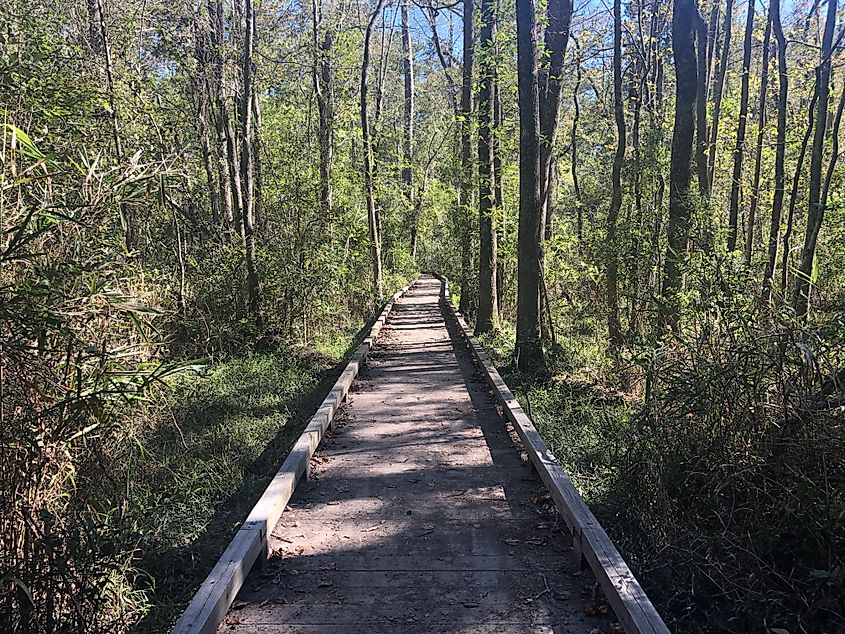 Boardwalk pathways in Sesquicentennial state park in South Carolina.