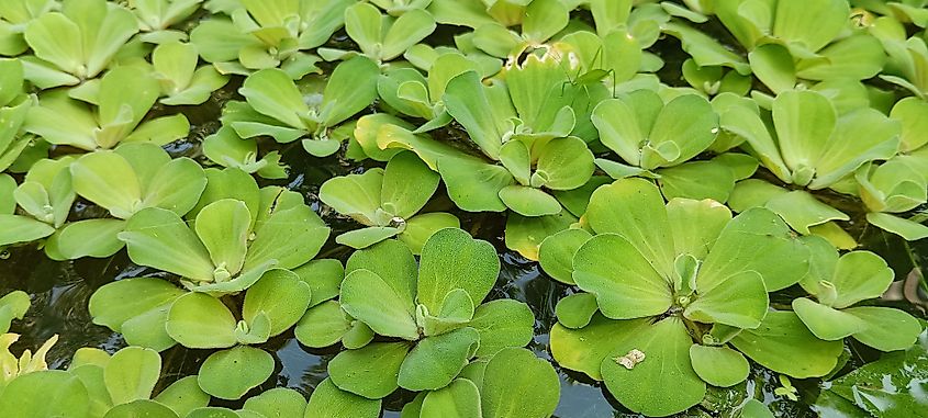 View of water lettuce on water.