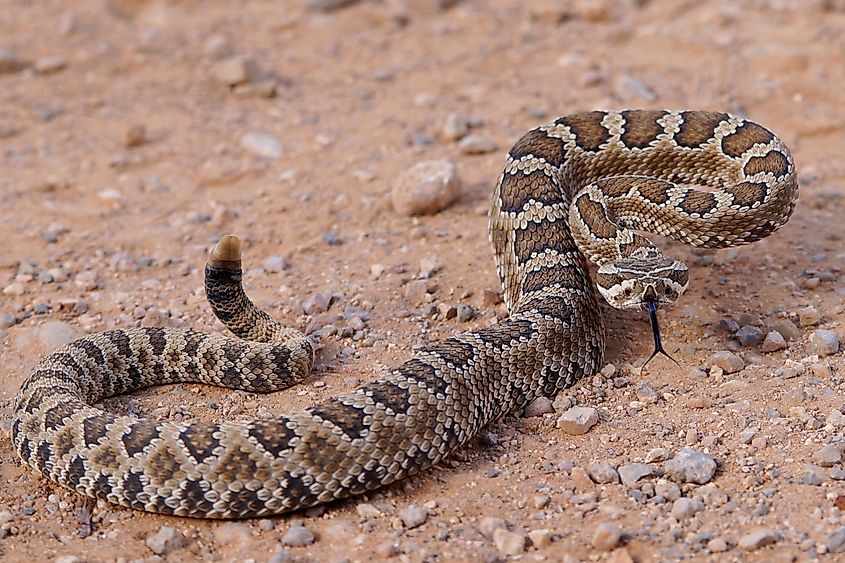 Dangerous rattle snake, coiled and ready to strike - Great Basin Rattlesnake, Crotalus oreganus lutosus.