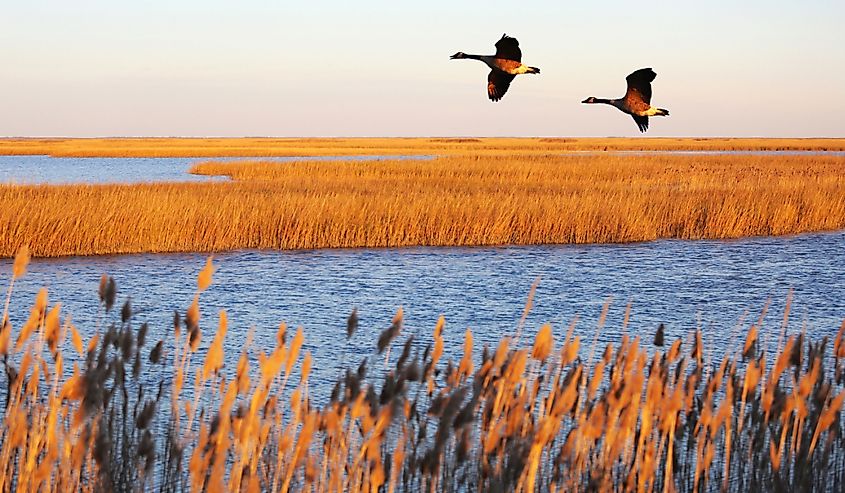 Canada geese in migration at Bombay Hook National Wildlife Refuge, Delaware, USA