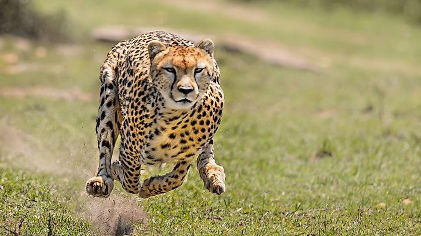 A cheetah running.