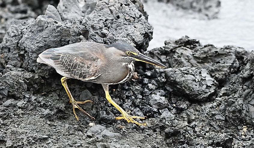 Lava Heron on the Galapagos Islands.