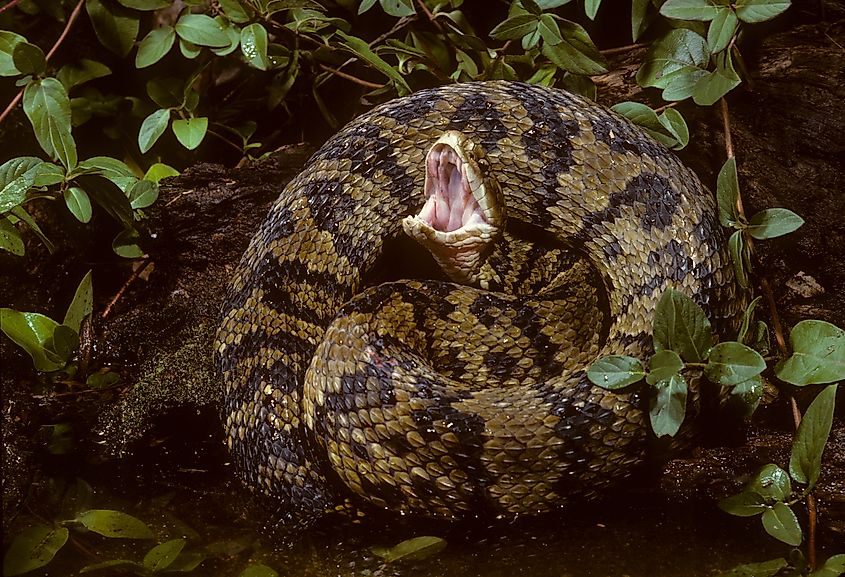 Eastern Cottonmouth (Agkistrodon piscivorus)