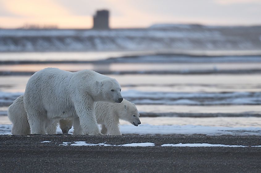 Polar bear mother with cubs walking in the ANWR, Alaska