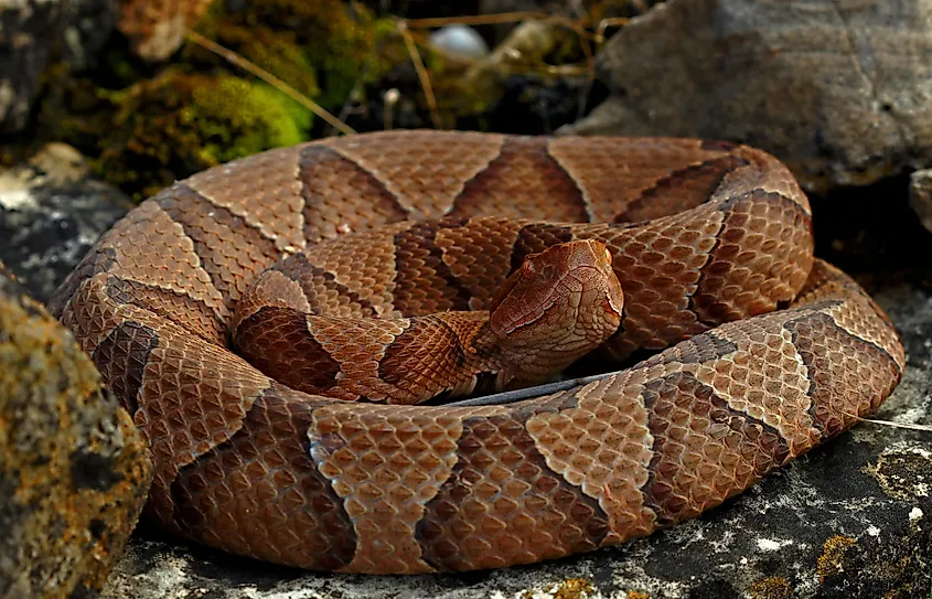 A beautiful eastern copperhead snake.
