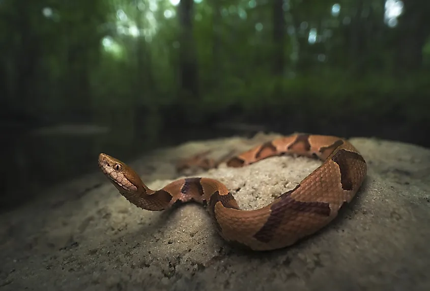 A Copperhead snake in the forest.
