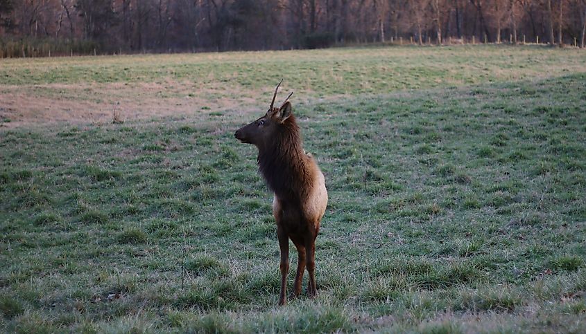 Elk in a field in Ponca, Arkansas, next to the Buffalo River