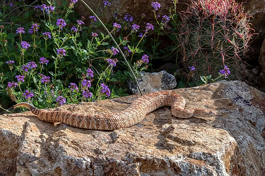 Hissing Southwestern Speckled Rattlesnake basking in the sun.