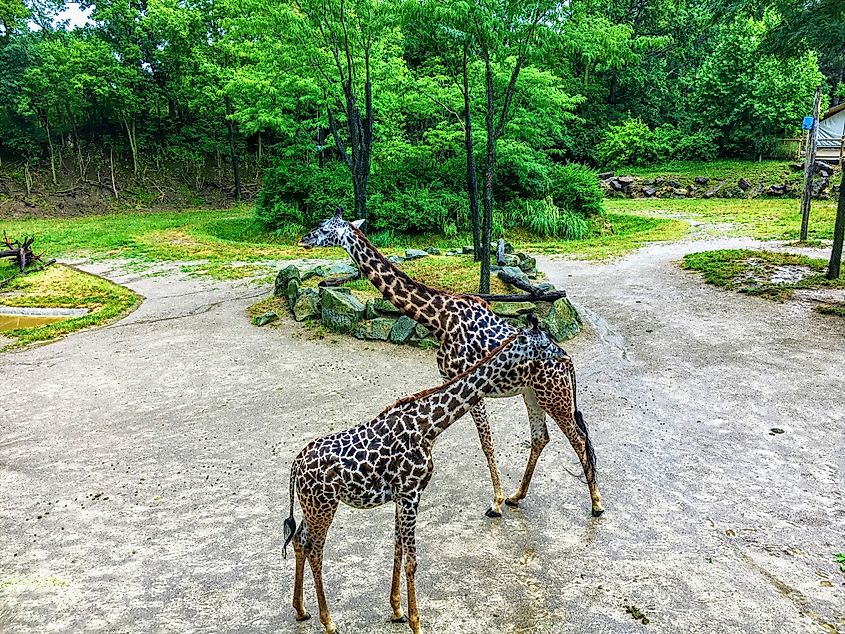 Mother and daughter giraffes at the Cincinnati Zoo.