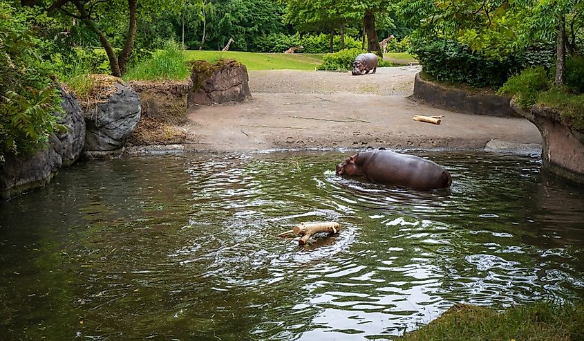 Hippos in Seattle Woodland Park Zoo.