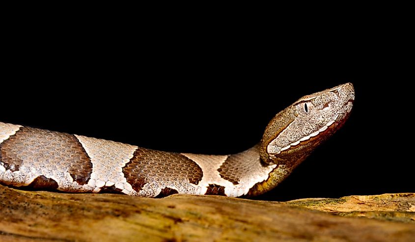 Broad-Band Copperhead snake (Agkistrodon contortrix laticinctus) on black background