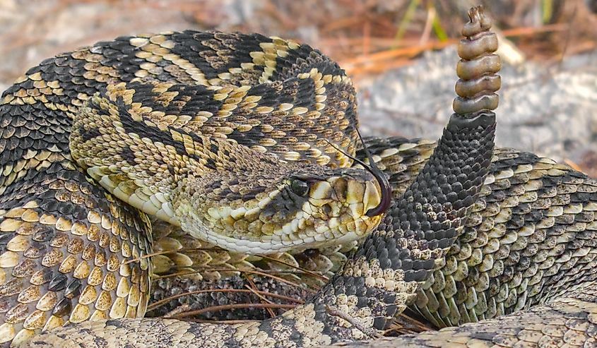 Eastern diamondback rattlesnake - crotalus adamanteus in sideways strike pose with tongue out and up, rattle next to head and face in north central Florida