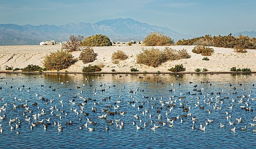 Migrating birds at the shoreline of the Salton Sea during spring migration along the Pacific Flyway, Salton Sea, California, USA.