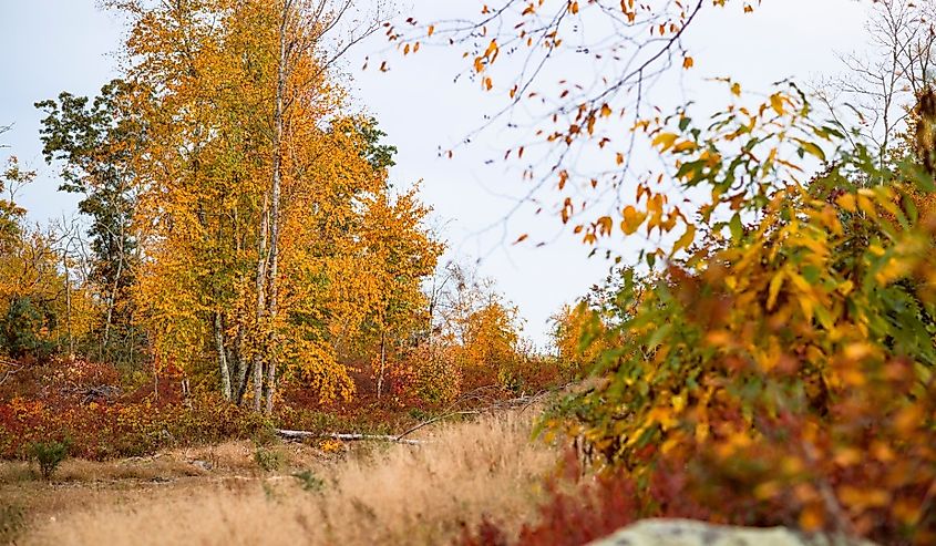 Fall Foliage trees in Arcadia State Management Area of Rhode Island