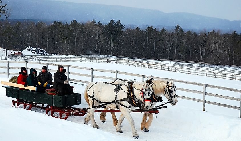 A horse drawn sleigh tours the country side during a winter snow near the Christmas holiday in Stockbridge, Massachusetts