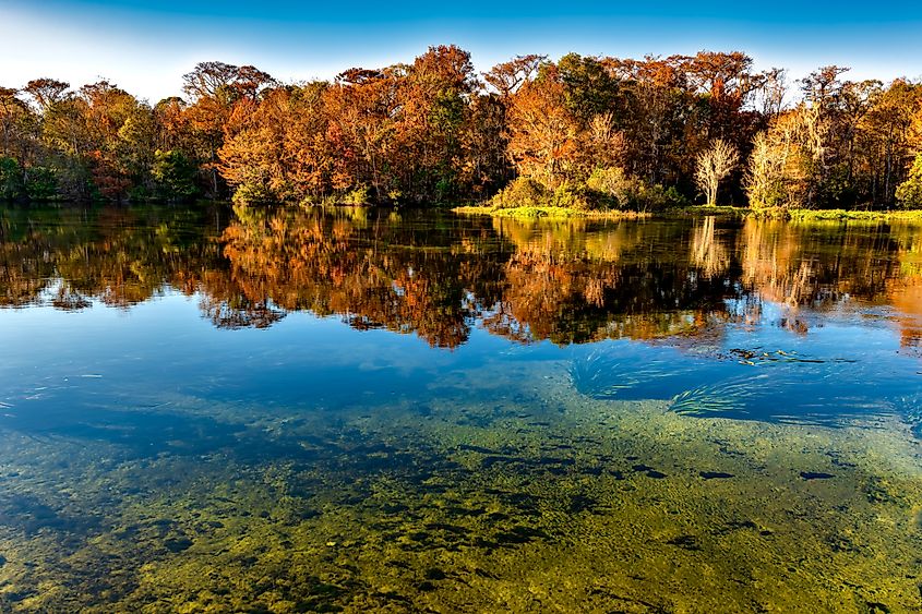 Edward Ball Wakulla Springs State Park, home to one of the world’s largest and deepest freshwater springs, features the mysterious and serene Black Lagoon.