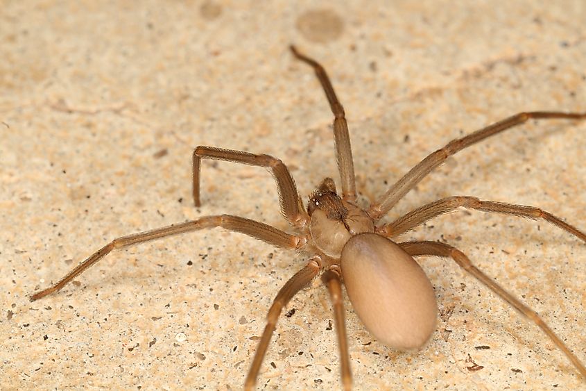 Brown recluse spider.