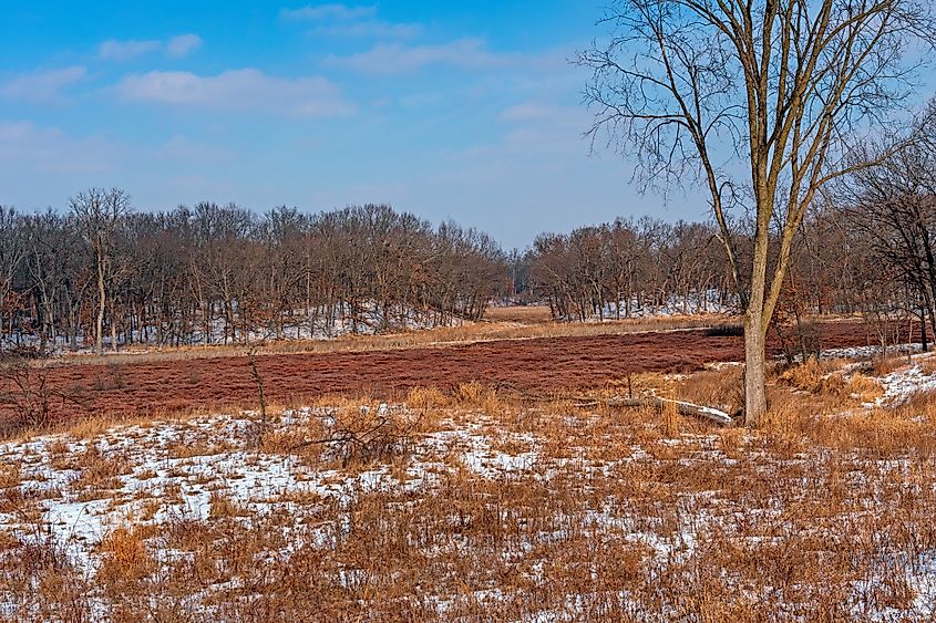 Leatherleaf Bog in the Winter in Moraine Hills State Park in Illinois