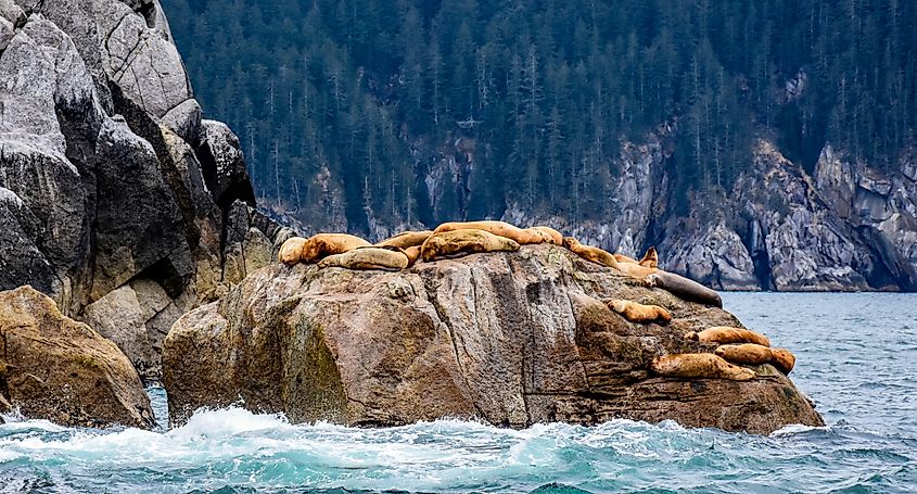 Sea Lions in the Kenai Fjords National Park, Alaska.