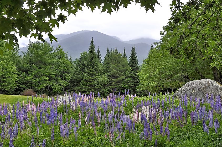 Scenic view from Sugar Hill, New Hampshire. Colorful field of lupine, tall evergreen trees, and fog lifting from Canon Mountain in Franconia Notch.