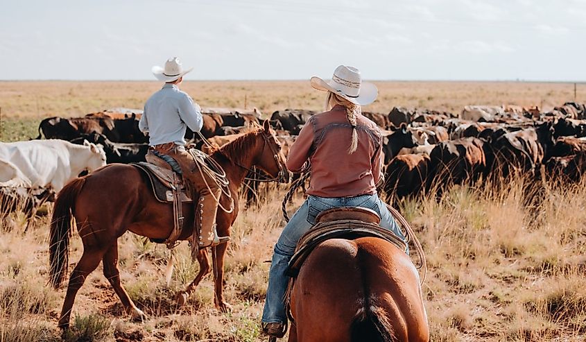 Ranchers herding cattle on horseback.