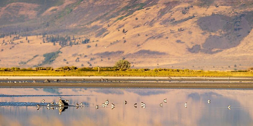 Western Sandpiper (Calidris mauri) feeding during fall migration. Summer Lake Management Area, Oregon