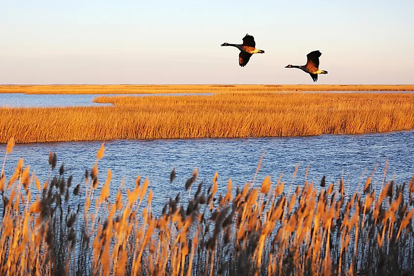 Canada geese in migration at Bombay Hook National Wildlife Refuge, Delaware, USA
