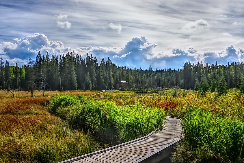 Beaver boardwalk in Hinton, Alberta, Canada.