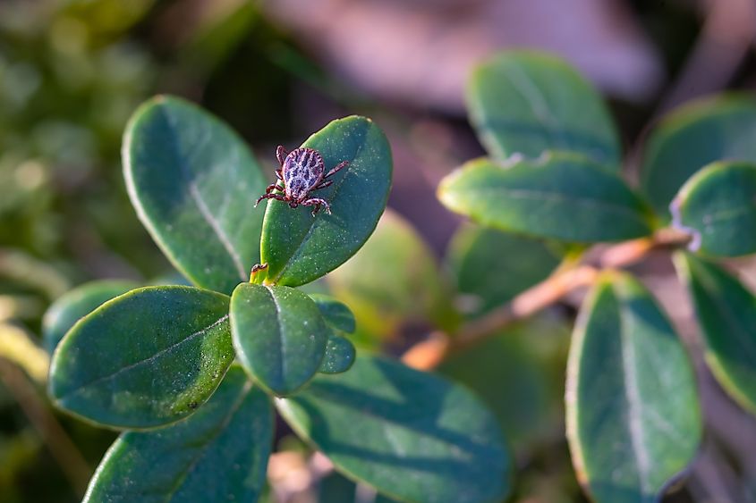 Close up of American dog tick crawling on cranberry leaf in nature.