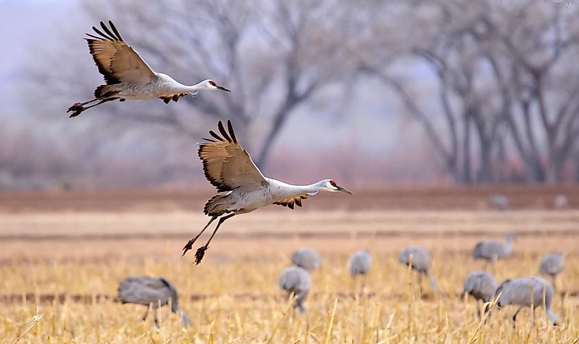 Migrating sandhill cranes near Socorro, New Mexico