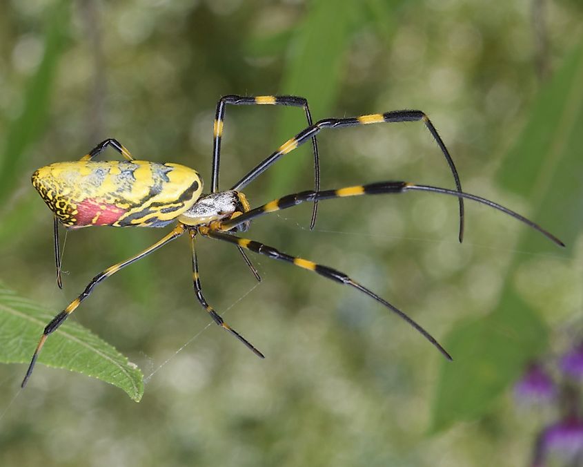 A Joro Spider on its web.