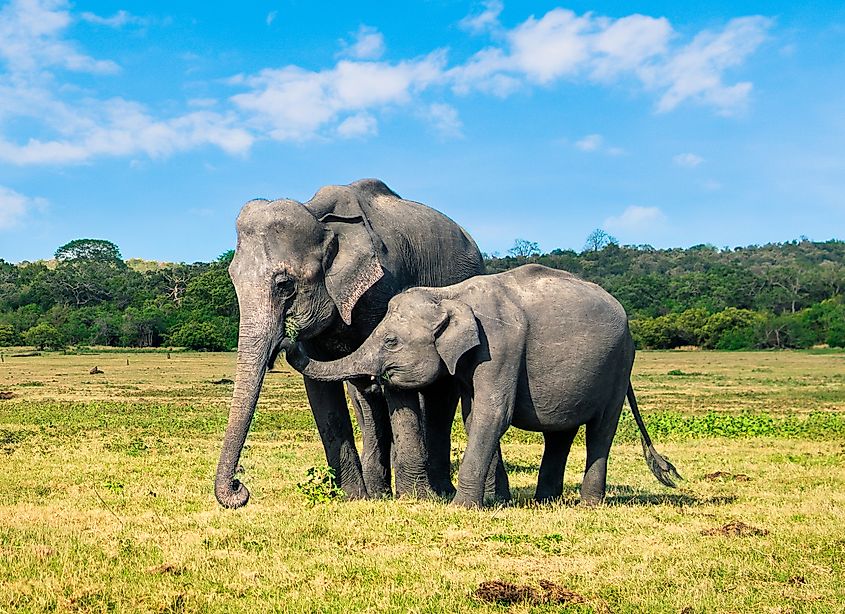 A mother elephant and calf in Sri Lanka.