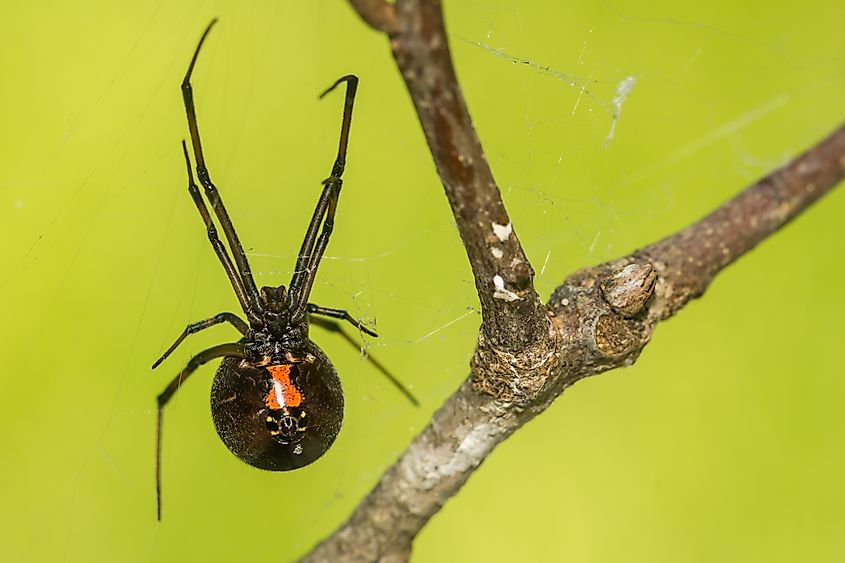 The southern black widow (Latrodectus mactans).